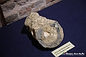 VBS_9144 - Museo Paleontologico - Asti